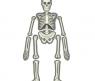 Детский набор "Юный врач: Скелет человека"