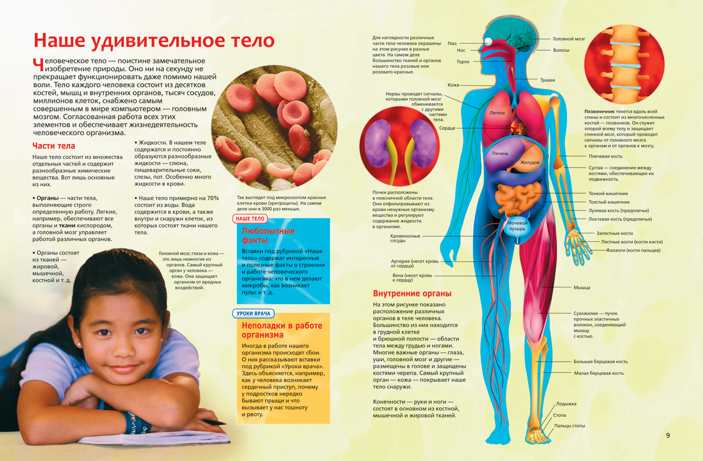 Интересные факты о теле и органов человека