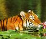 Пазл «Тигр в водных лилиях», 500 элементов