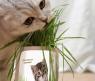 Набор для выращивания "Зоо-трава" - Трава для кошек