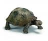 Фигурка Wild Life - Гигантская черепаха, длина 8.5 см