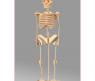 Сборная деревянная модель "Скелет человека"