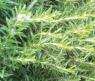 Набор для выращивания "Душистые травы" - Розмарин