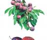 Карточки для заданий "Расскажите детям о садовых ягодах", 3-7 лет