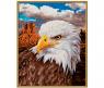 Раскраска "Белоголовый орлан", 24 х 30 см