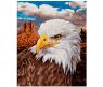 Раскраска "Белоголовый орлан", 24 х 30 см