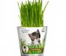 Набор для выращивания "Зоо-трава" - Трава для кошек