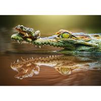 Пазлы "Крокодил и лягушка", 500 элементов