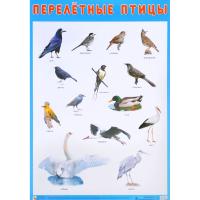 Обучающий плакат "Перелетные птицы"