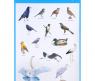 Обучающий плакат "Перелетные птицы"