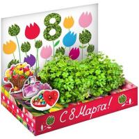 Подарочный набор для выращивания "8 марта № 1" - Тюльпаны