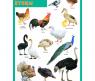 Обучающий плакат "Домашние птицы"