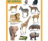 Обучающий плакат Animals of Africa