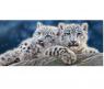 Пазл "Снежные леопарды", 600 элементов