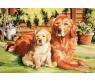 Раскраска по номерам "Собака и щенок" на ч/б холсте, 80 х 60 см