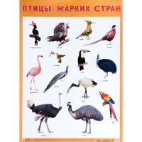 Обучающий плакат "Птицы жарких стран"