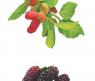 Карточки для заданий "Расскажите детям о садовых ягодах", 3-7 лет