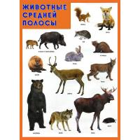 Обучающий плакат "Животные средней полосы"