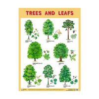 Плакат на английском языке Trees and Leafs