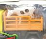 Игровой набор Cattle Truck "Перевозка животных", желтый