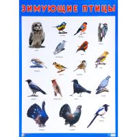 Обучающий плакат "Зимующие птицы"