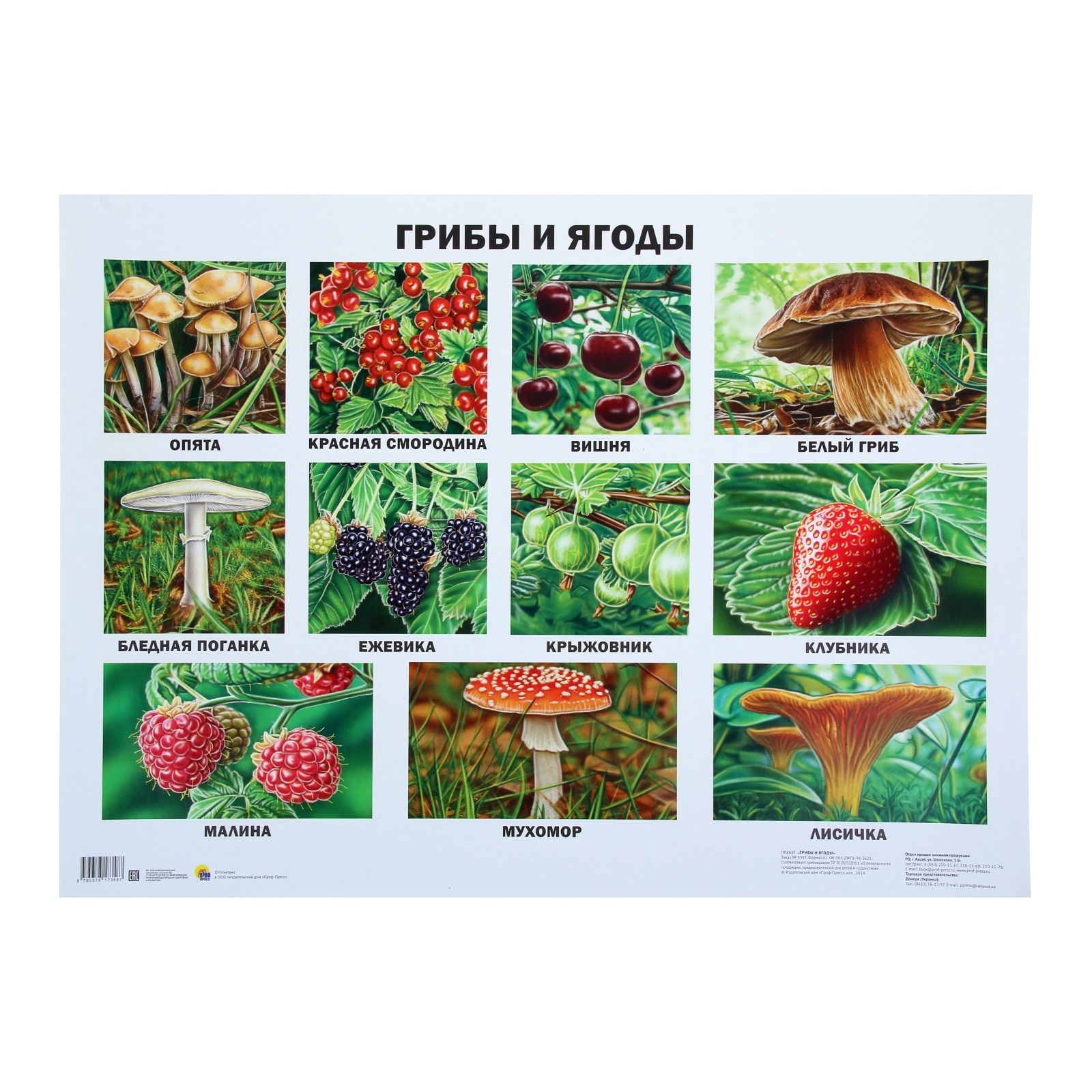 Плакат для детей грибы и ягоды