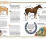 Книга "Энциклопедия для детей" - Лошади и пони