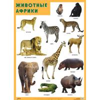 Обучающий плакат "Животные Африки"