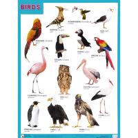 Обучающий плакат Birds