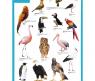 Обучающий плакат Birds