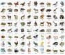 Набор магнитных карточек "Животные"