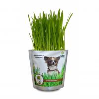 Набор для выращивания "Зоо-трава" - Трава для собак