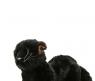 Мягкая игрушка "Детеныш черной пантеры", 26 см