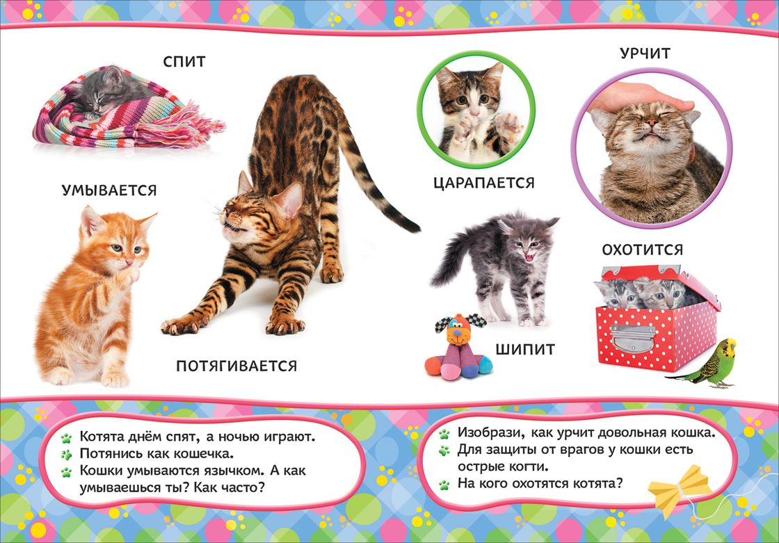 Детям о кошках в детском саду